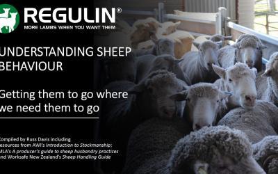 New eBOOK Understanding Sheep Behaviour